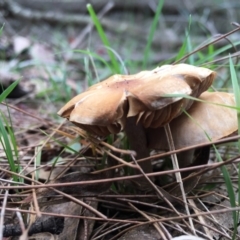 Agarics gilled fungi at Moruya, NSW - 25 Apr 2019 09:26 AM