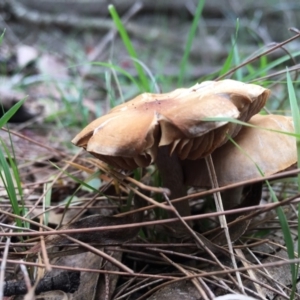 Agarics gilled fungi at Moruya, NSW - 25 Apr 2019 09:26 AM