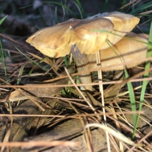 Agarics gilled fungi at Moruya, NSW - 25 Apr 2019