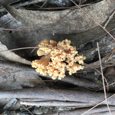 Ramaria sp. (genus) (A Coral fungus) at Broulee Moruya Nature Observation Area - 25 Apr 2019 by LisaH