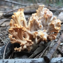 Ramaria sp. at Moruya, NSW - 25 Apr 2019