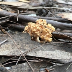 Ramaria sp. at Moruya, NSW - 25 Apr 2019