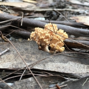 Ramaria sp. at Moruya, NSW - 25 Apr 2019