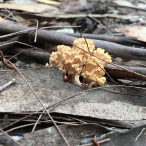 Ramaria sp. at Moruya, NSW - 25 Apr 2019 10:00 AM