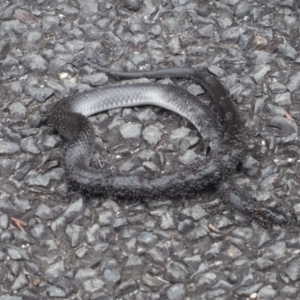 Cryptophis nigrescens at Moruya, NSW - 26 Apr 2019