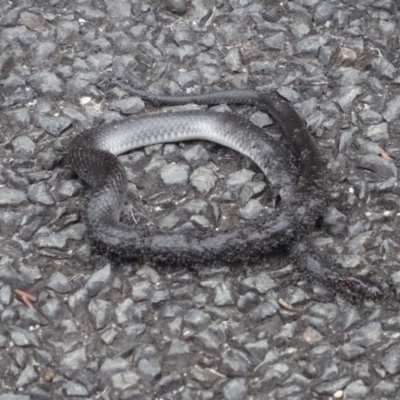 Cryptophis nigrescens (Eastern Small-eyed Snake) at Moruya, NSW - 25 Apr 2019 by LisaH