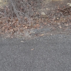 Cryptophis nigrescens at Moruya, NSW - 26 Apr 2019