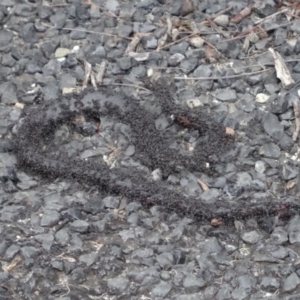 Cryptophis nigrescens at Moruya, NSW - 26 Apr 2019