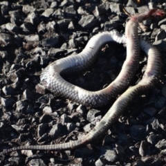 Cryptophis nigrescens at Moruya, NSW - 26 Apr 2019