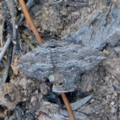 Chrysolarentia severata (Finely-lined Carpet) at Theodore, ACT - 25 Apr 2019 by OwenH