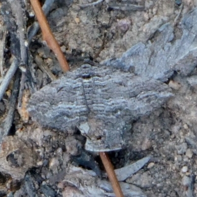 Chrysolarentia severata (Finely-lined Carpet) at Tuggeranong Hill - 25 Apr 2019 by OwenH