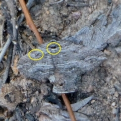 Chrysolarentia severata at Theodore, ACT - 25 Apr 2019