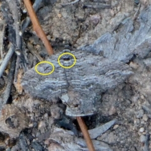 Chrysolarentia severata at Theodore, ACT - 25 Apr 2019 11:33 AM