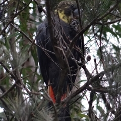 Calyptorhynchus lathami lathami (Glossy Black-Cockatoo) at Broulee Moruya Nature Observation Area - 25 Apr 2019 by LisaH