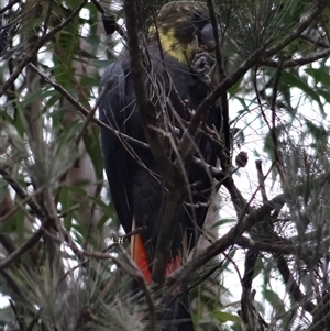 Calyptorhynchus lathami lathami at Moruya, NSW - suppressed