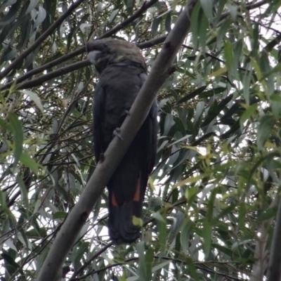 Calyptorhynchus lathami lathami (Glossy Black-Cockatoo) at Broulee Moruya Nature Observation Area - 25 Apr 2019 by LisaH