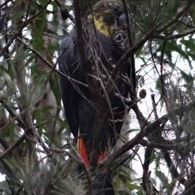 Calyptorhynchus lathami (Glossy Black-Cockatoo) at Moruya, NSW - 25 Apr 2019 by LisaH