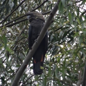 Calyptorhynchus lathami at Moruya, NSW - 25 Apr 2019
