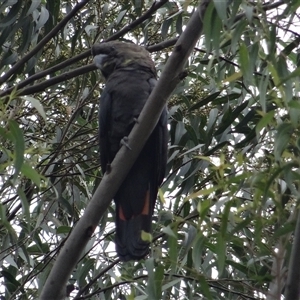 Calyptorhynchus lathami lathami at Moruya, NSW - suppressed