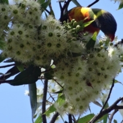 Trichoglossus moluccanus (Rainbow Lorikeet) at Broulee, NSW - 24 Apr 2019 by LisaH