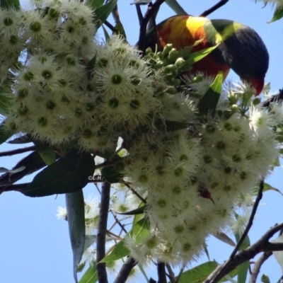 Trichoglossus moluccanus (Rainbow Lorikeet) at Broulee Moruya Nature Observation Area - 24 Apr 2019 by LisaH