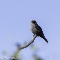 Artamus cyanopterus (Dusky Woodswallow) at Paddys River, ACT - 21 Apr 2019 by JonSteinbeck