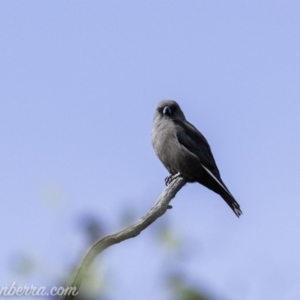 Artamus cyanopterus at Paddys River, ACT - 21 Apr 2019