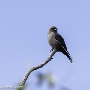 Artamus cyanopterus at Paddys River, ACT - 21 Apr 2019