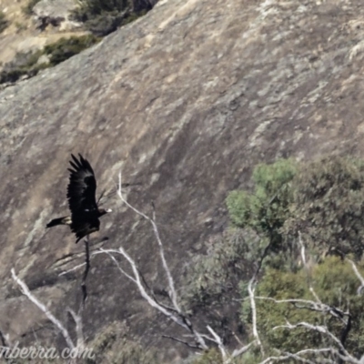 Aquila audax (Wedge-tailed Eagle) at Namadgi National Park - 21 Apr 2019 by BIrdsinCanberra