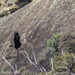 Aquila audax (Wedge-tailed Eagle) at Tennent, ACT - 21 Apr 2019 by BIrdsinCanberra