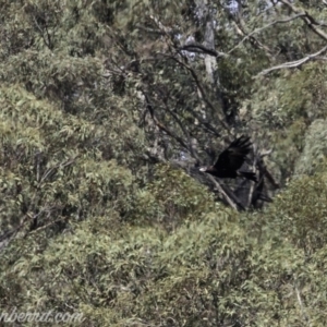 Aquila audax at Tennent, ACT - 21 Apr 2019 11:18 AM