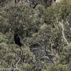 Aquila audax at Tennent, ACT - 21 Apr 2019 11:18 AM