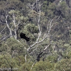 Aquila audax at Tennent, ACT - 21 Apr 2019 11:18 AM