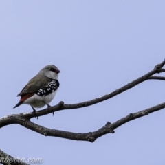 Stagonopleura guttata (Diamond Firetail) at Paddys River, ACT - 21 Apr 2019 by JonSteinbeck