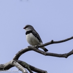 Stagonopleura guttata at Paddys River, ACT - 21 Apr 2019