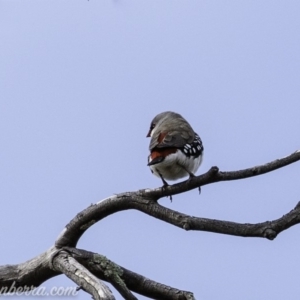 Stagonopleura guttata at Paddys River, ACT - 21 Apr 2019