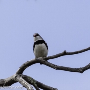 Stagonopleura guttata at Paddys River, ACT - 21 Apr 2019