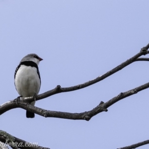 Stagonopleura guttata at Paddys River, ACT - suppressed