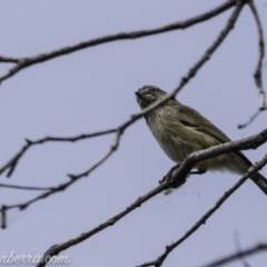 Smicrornis brevirostris (Weebill) at Paddys River, ACT - 21 Apr 2019 by JonSteinbeck