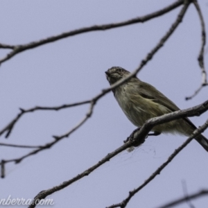 Smicrornis brevirostris at Paddys River, ACT - 21 Apr 2019