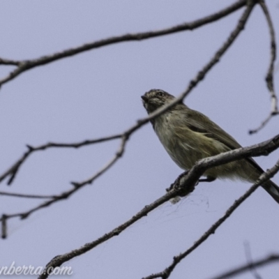 Smicrornis brevirostris (Weebill) at Paddys River, ACT - 21 Apr 2019 by JonSteinbeck