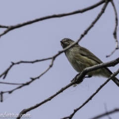Smicrornis brevirostris (Weebill) at Paddys River, ACT - 21 Apr 2019 by BIrdsinCanberra