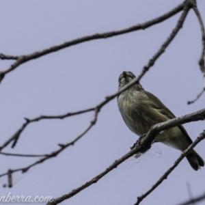 Smicrornis brevirostris at Paddys River, ACT - 21 Apr 2019 11:46 AM