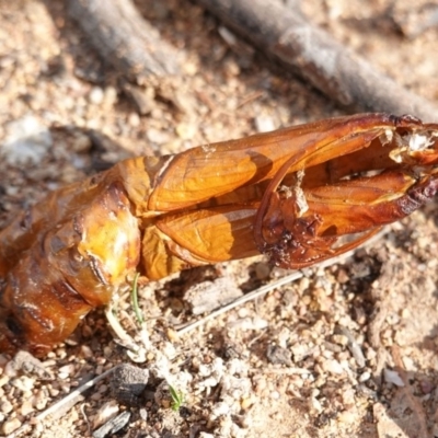 Hepialidae (family) (Unidentified Swift or Ghost Moth) at Red Hill Nature Reserve - 25 Apr 2019 by JackyF