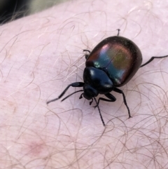 Chalcopteroides spectabilis (Rainbow darkling beetle) at Monash, ACT - 25 Apr 2019 by jackQ