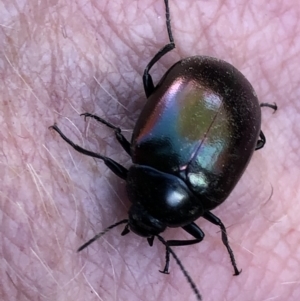 Chalcopteroides spectabilis at Monash, ACT - 25 Apr 2019