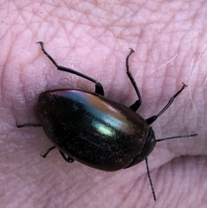 Chalcopteroides spectabilis at Monash, ACT - 25 Apr 2019