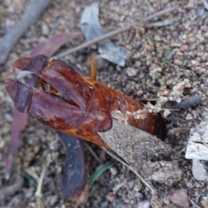 Hepialidae (family) at Hughes, ACT - 25 Apr 2019