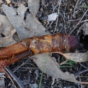 Hepialidae (family) at Hughes, ACT - 25 Apr 2019