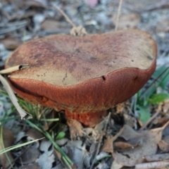 zz bolete at Hughes Grassy Woodland - 25 Apr 2019 by JackyF